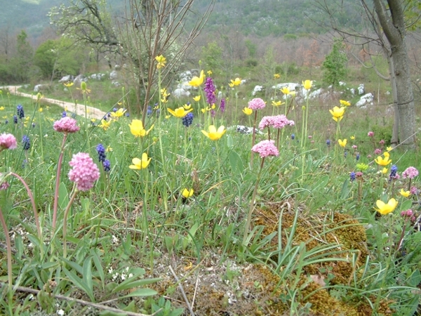 Valeriana tuberosa / Valeriana tuberosa